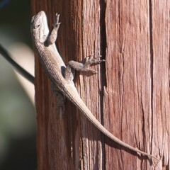 Sceloporus cowlesi