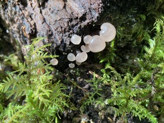 Leotiomycetes