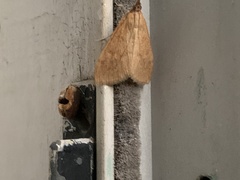 Pyraustinae