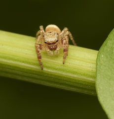 Metaphidippus chera