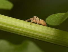 Metaphidippus chera