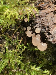 Leotiomycetes