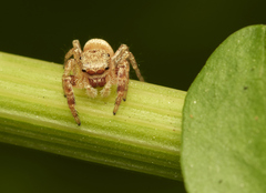 Metaphidippus chera
