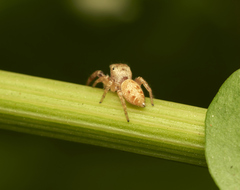 Metaphidippus chera