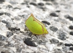 Salurnis marginella