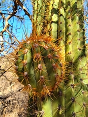 Trichocereus terscheckii