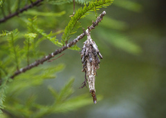 Thyridopteryx ephemeraeformis