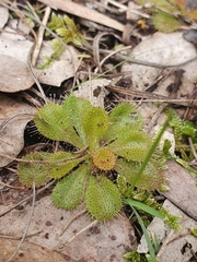 Drosera aberrans