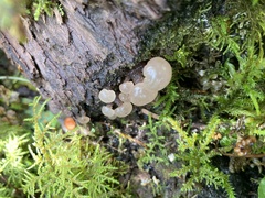 Leotiomycetes