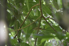 Iole propinqua innectens