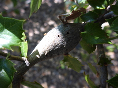 Protobalandricus spectabilis