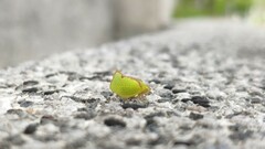 Salurnis marginella