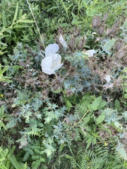 Argemone albiflora