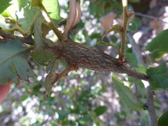 Protobalandricus spectabilis