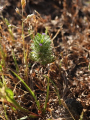 Pogogyne zizyphoroides