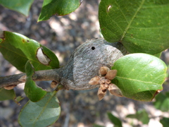 Protobalandricus spectabilis