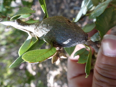 Protobalandricus spectabilis