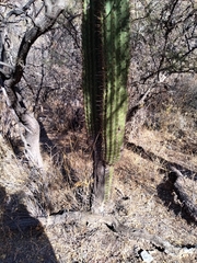 Trichocereus terscheckii