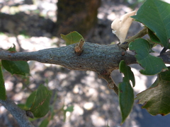 Protobalandricus spectabilis