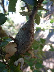 Protobalandricus spectabilis