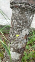 Salurnis marginella
