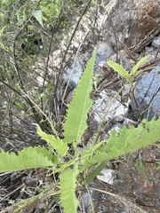 Ambrosia ambrosioides