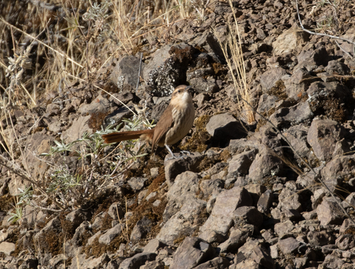 Rock Earthcreeper (Ochetorhynchus andaecola), photo 8