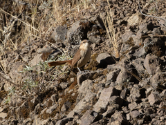 Ochetorhynchus andaecola