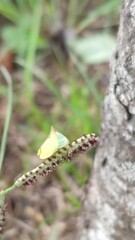 Salurnis marginella
