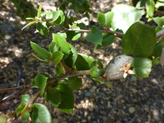 Protobalandricus spectabilis