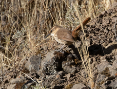 Ochetorhynchus andaecola