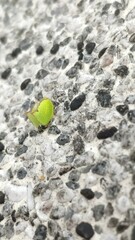 Salurnis marginella
