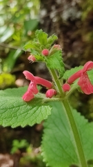 Stachys coccinea