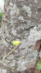 Salurnis marginella