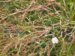 Convolvulus clementii