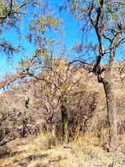 Trichocereus terscheckii