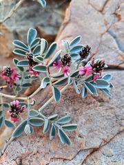 Indigofera basedowii