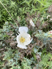 Argemone albiflora