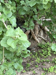 Ficus petiolaris palmeri