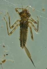 Isostictidae