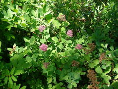 Spiraea splendens