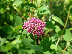 Spiraea splendens