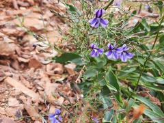 Goodenia vilmoriniae