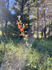 Sphaeralcea fendleri