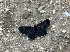 Melanis acroleuca acroleuca