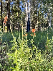 Sphaeralcea fendleri