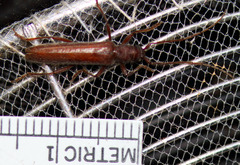 Aneflomorpha lineare