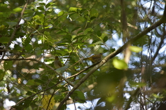 Pycnonotus finlaysoni