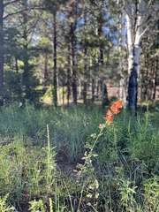 Sphaeralcea fendleri