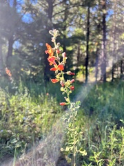 Sphaeralcea fendleri